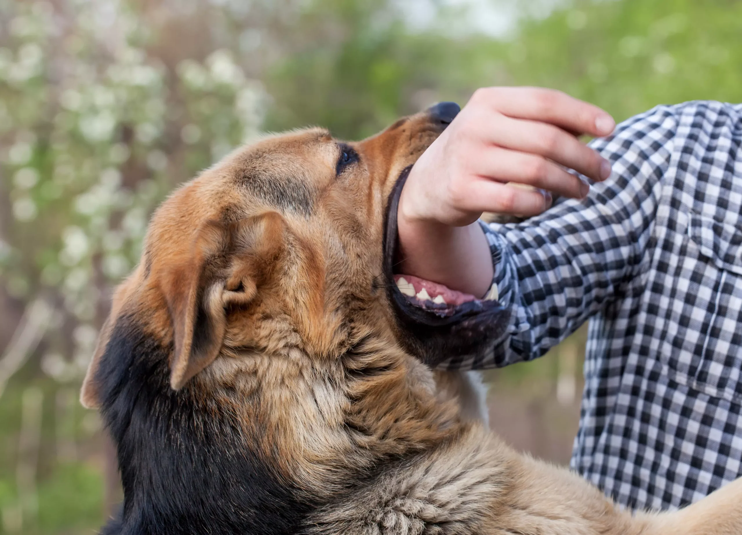 Aggressive dog bites a man hand